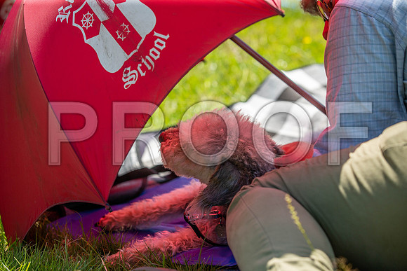 1867__PAWSFundogShow_July2022_cshaw
