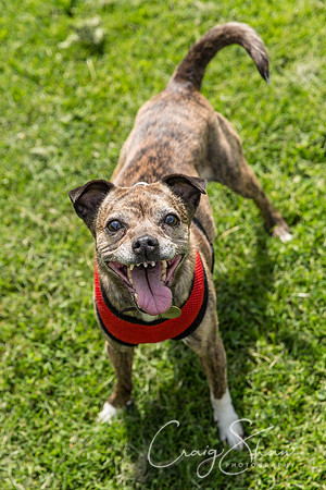290_HebdenHappyHounds2016_bluplanetphoto