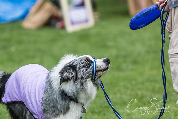 236_HebdenHappyHounds2016_bluplanetphoto