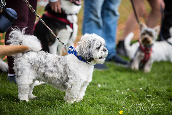 511_PAWS_FundayJuly2016_bluplanetphoto