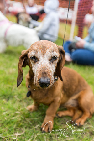 1776_WJsDogShow2016_bluplanetphoto