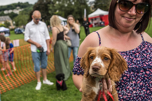 1245_HebdenHappyHounds2016_bluplanetphoto