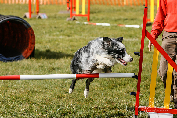 674_SpringersDogClub_FunDay_March2016_craigshaw