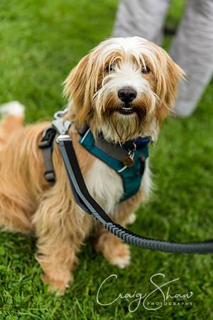 1094_HebdenHappyHounds2016_bluplanetphoto
