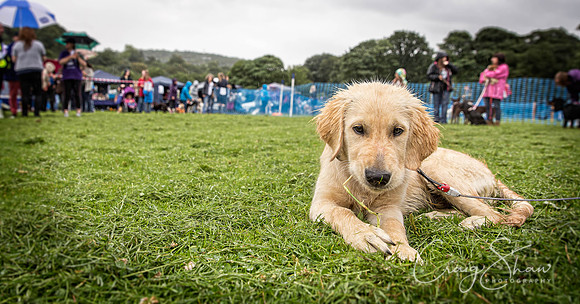 656_ShibdenDogDayRSPCAHx_bluplanetphoto