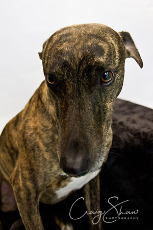 Vets4Pets RSPCA Fundraiser