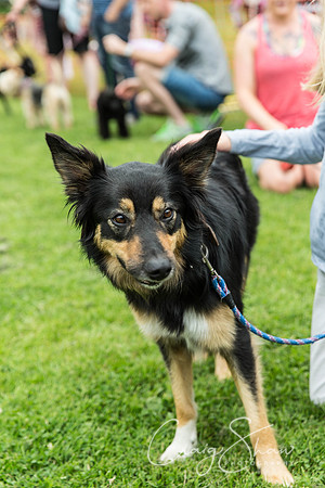 536_HebdenHappyHounds2016_bluplanetphoto