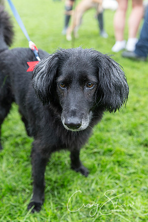 1786_ShibdenDogDayRSPCAHx_bluplanetphoto