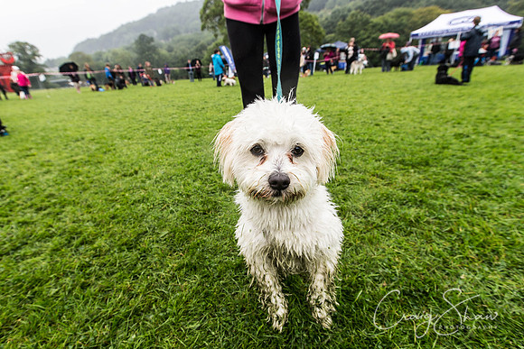 1541_ShibdenDogDayRSPCAHx_bluplanetphoto