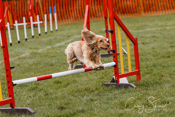 1187_SpringersDogClub_FunDay_March2016_craigshaw