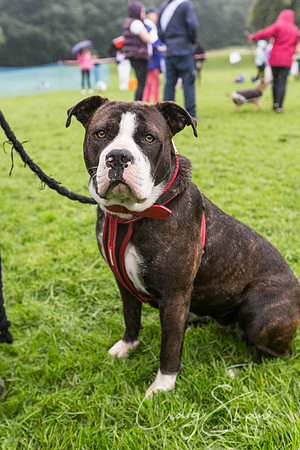 1515_ShibdenDogDayRSPCAHx_bluplanetphoto