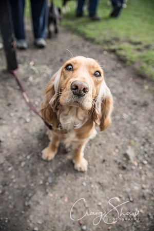 1030_SpringersDogClub_FunDay_March2016_craigshaw