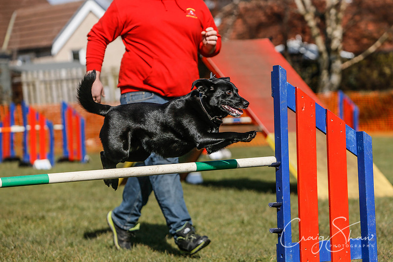 57_SpringersDogClub_FunDay_March2016_craigshaw