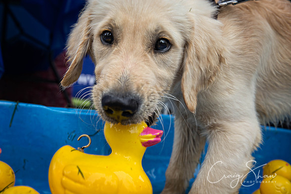 295_ShibdenDogDayRSPCAHx_bluplanetphoto