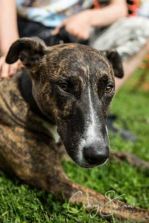 1153_HebdenHappyHounds2016_bluplanetphoto