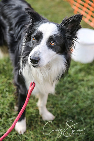 755_SpringersDogClub_FunDay_March2016_craigshaw