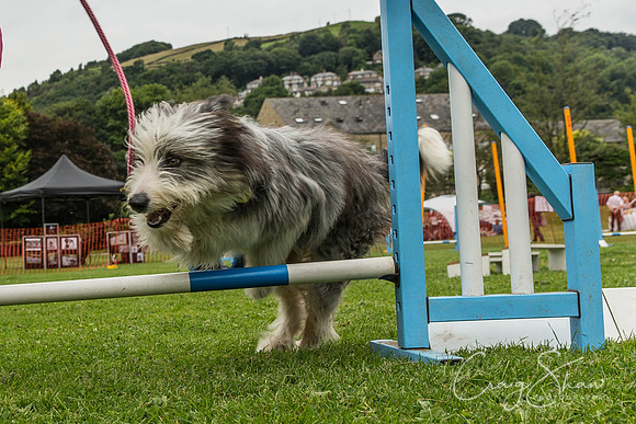 1606_HebdenHappyHounds2016_bluplanetphoto