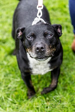 734_ShibdenDogDayRSPCAHx_bluplanetphoto