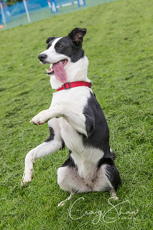 407_ShibdenDogDayRSPCAHx_bluplanetphoto
