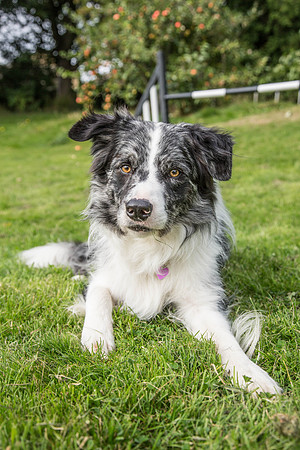 Dog Portraiture