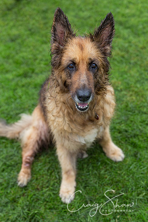 823_ShibdenDogDayRSPCAHx_bluplanetphoto