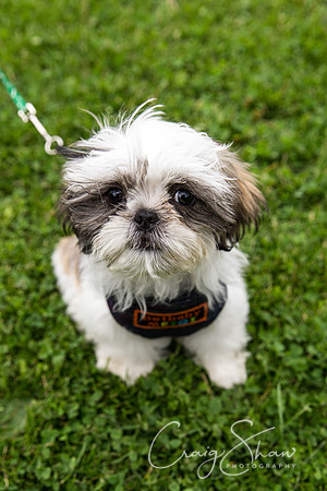 1520_HebdenHappyHounds2016_bluplanetphoto