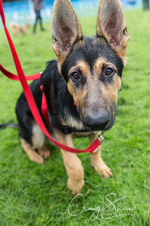 776_ShibdenDogDayRSPCAHx_bluplanetphoto