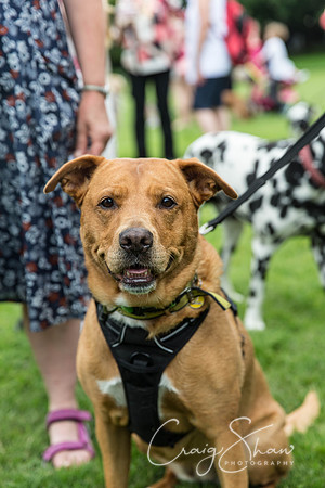 866_HebdenHappyHounds2016_bluplanetphoto
