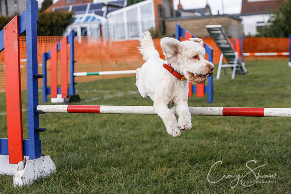 545_SpringersDogClub_FunDay_March2016_craigshaw