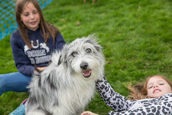946_Woofstock2016_craigshaw