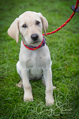 725_ShibdenDogDayRSPCAHx_bluplanetphoto