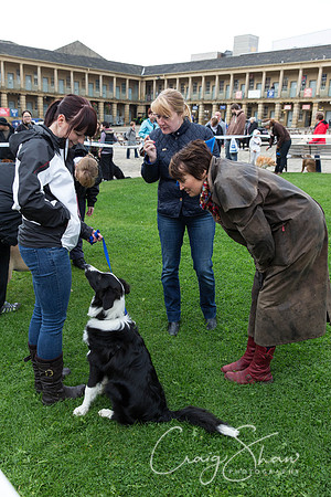 146_RSPCAK9PieceHall2013_bluplanetphoto__D8Q5458