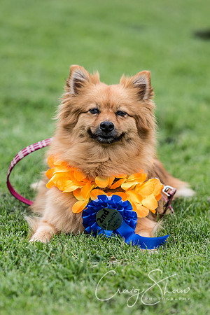860_HebdenHappyHounds2016_bluplanetphoto