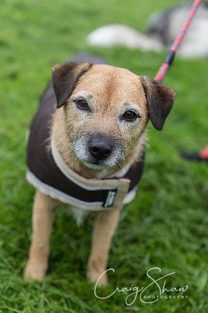573_ShibdenDogDayRSPCAHx_bluplanetphoto