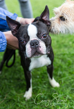 957_ShibdenDogDayRSPCAHx_bluplanetphoto