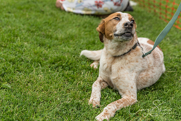 1575_HebdenHappyHounds2016_bluplanetphoto