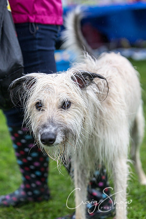 1659_ShibdenDogDayRSPCAHx_bluplanetphoto