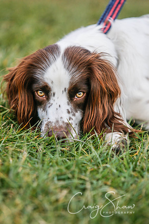 610_SpringersDogClub_FunDay_March2016_craigshaw