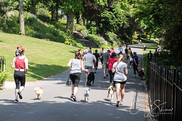 295_DoggyDashHudds2016_craigshawphoto