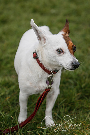 1095_SpringersDogClub_FunDay_March2016_craigshaw