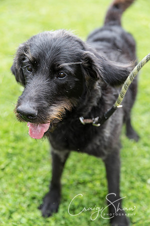 1180_HebdenHappyHounds2016_bluplanetphoto