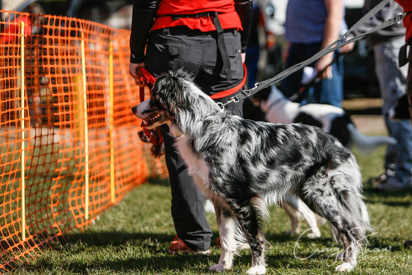 42_SpringersDogClub_FunDay_March2016_craigshaw