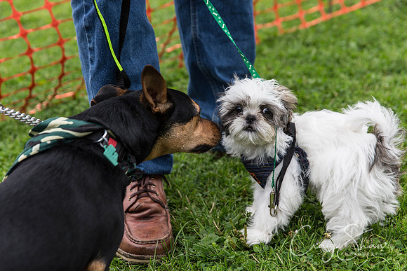 1506_HebdenHappyHounds2016_bluplanetphoto