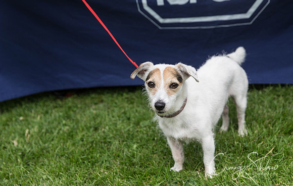 895_HebdenHappyHounds2016_bluplanetphoto