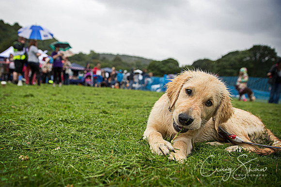 663_ShibdenDogDayRSPCAHx_bluplanetphoto