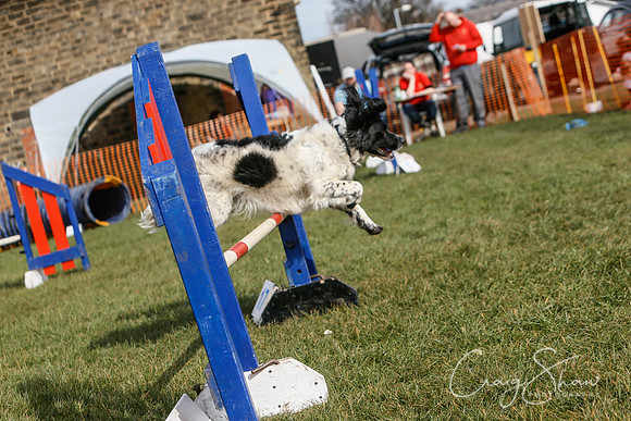 746_SpringersDogClub_FunDay_March2016_craigshaw