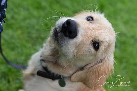 941_ShibdenDogDayRSPCAHx_bluplanetphoto