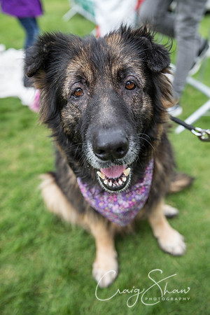 1796_Woofstock2016_craigshaw
