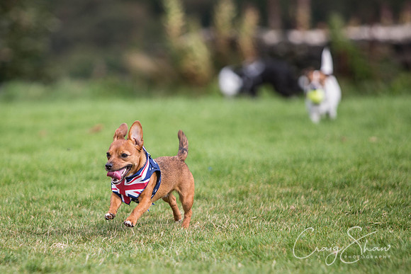 328_Woofstock2016_craigshaw
