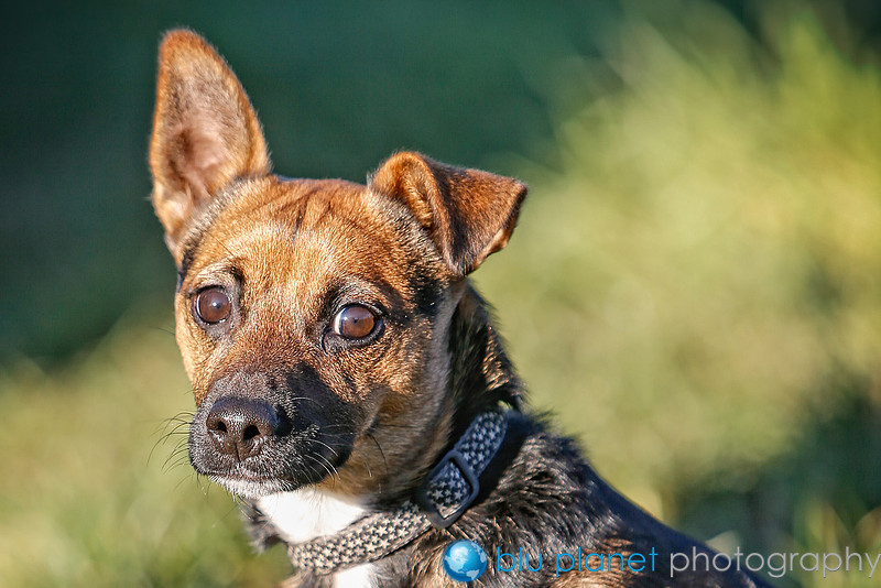 306_PAWS_DogsJan2017_craigshaw-Edit